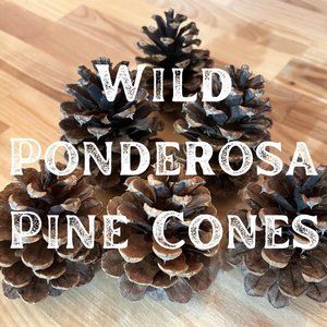 Handpicked Wild Ponderosa Pine Cones - 30 count